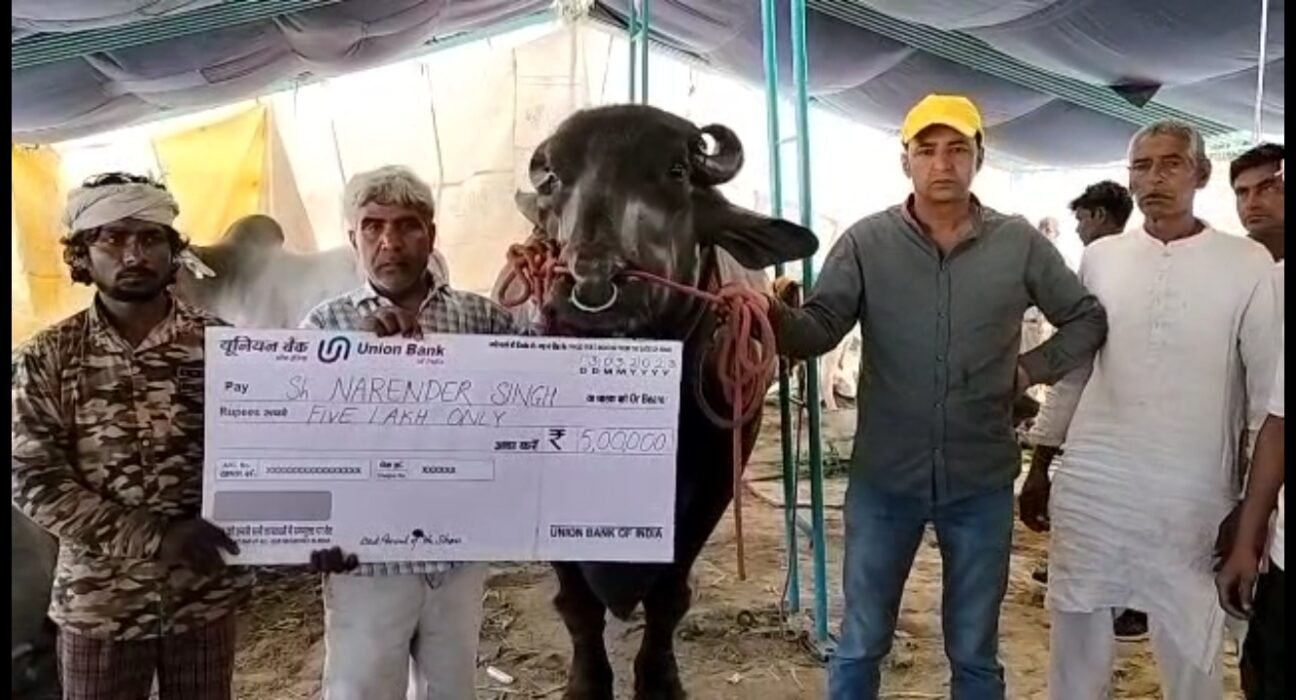 पशु मेले में आये भैसे की कीमत लगी दस करोड़, 6 बार जीता है नेशनल चैंपियन