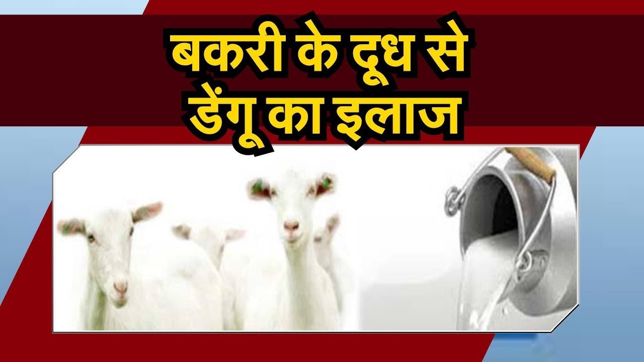 डेंगू बुखार के लिए रामबाण है बकरी का दूध – डॉ सुनीता त्रिपाठी