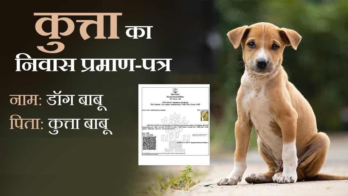 पटना में ‘डॉग बाबू’ को मिला आवासीय प्रमाण पत्र: प्रशासन की लापरवाही या जानबूझकर मजाक?